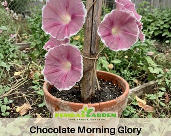 Red Picotee Morning Glory Seeds Red White Bi Color Flower Seeds Climbing Vine Blooming Annual Garden Trellis Ornamental Easy Grow