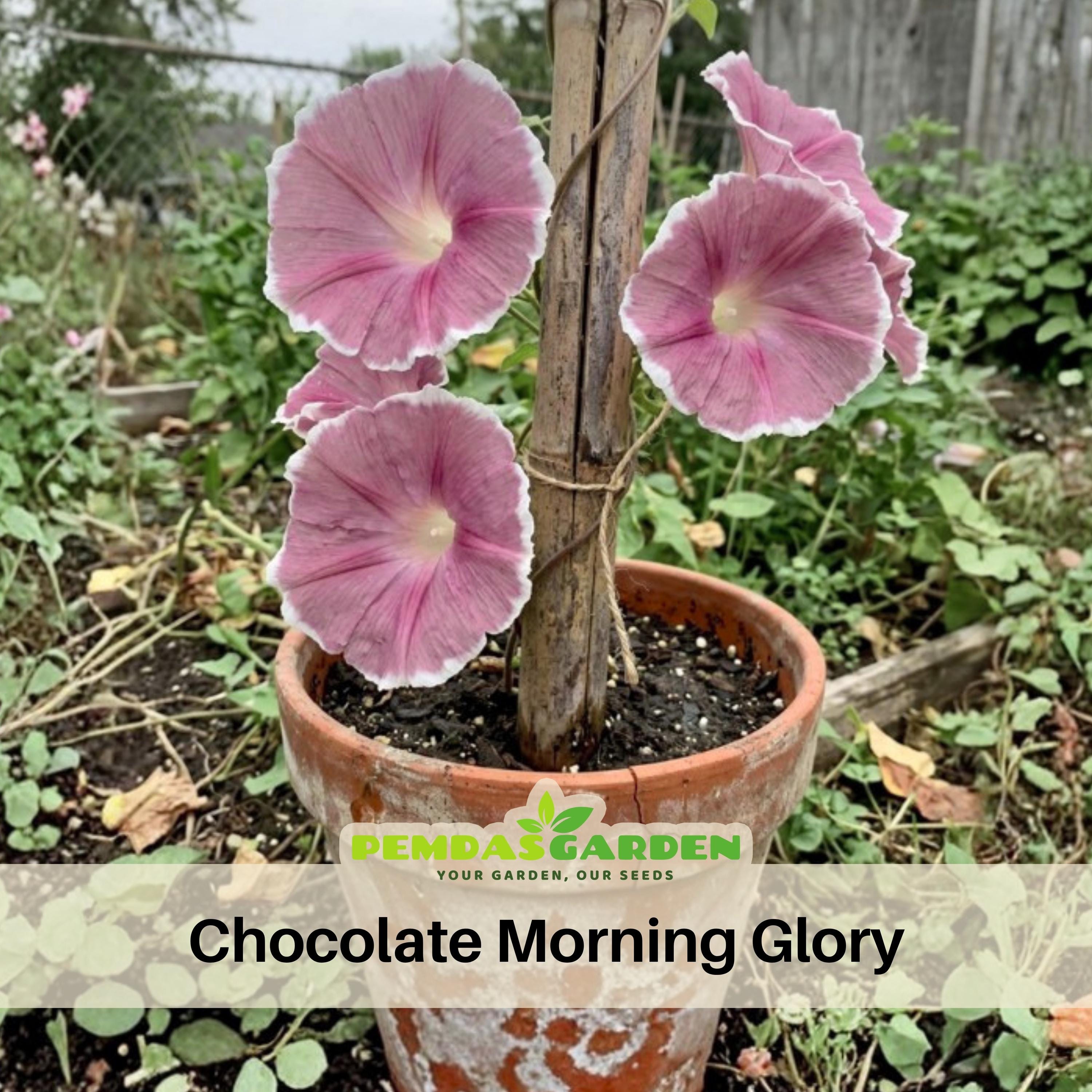 MORNING GLORY il_fullxfull.7928191282_p8th.jpg