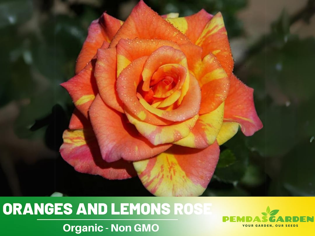 32 Seeds Oranges and Lemons Floribunda Rose Seeds Authentic Seeds Perennial GMO Free flower