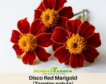 Disco Red Marigold (Tagetes patula) Seeds - Open-Pollinating -Draft Resistant - Cold Resistant - Plant in Spring/After frost