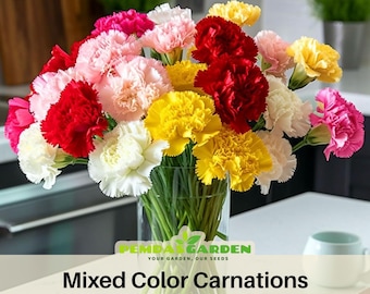 Mixed Color Carnations - Dianthus Seeds - Authentic - Open-Pollinated - Organic - Heirloom - Flower Seeds - Mix Seeds to Plant