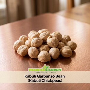 May include: A pile of beige Kabuli Garbanzo Beans, also known as Kabuli Chickpeas, on a copper-colored surface. The image includes the text "PEMDAS GARDEN YOUR GARDEN, OUR SEEDS".
