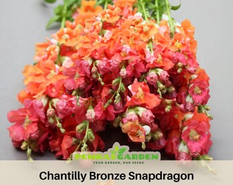 Chantilly Bronze Snapdragon Seeds - Potted- Cold Resistant -Attracts pollinators -Open-Pollinating -Plant before the frost/after frost