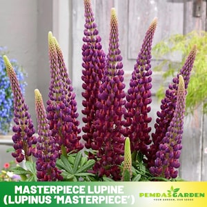 Masterpiece Lupine (Lupinus ) Seeds Cottage Garden -  Heirloom - Native Wildflower - Pollinator Friendly - Perennial -Easy to Grow#8115