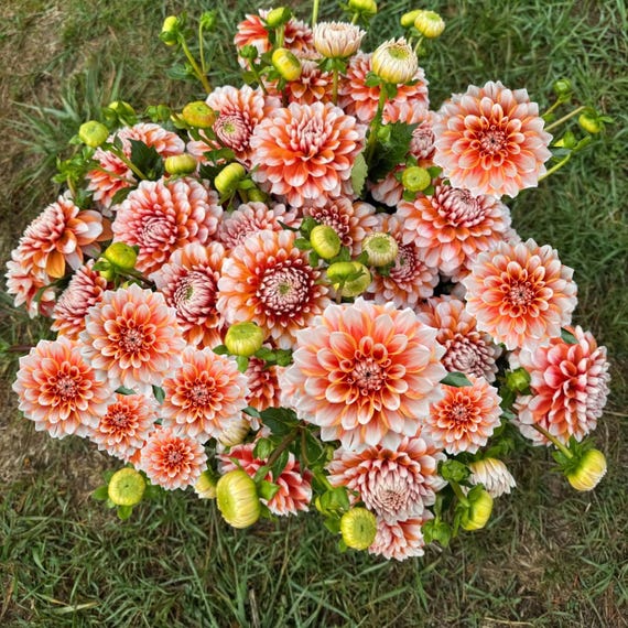 40+ Seeds| Tangerine Dream Dahlia Seeds- Pollinator Friendly- Open