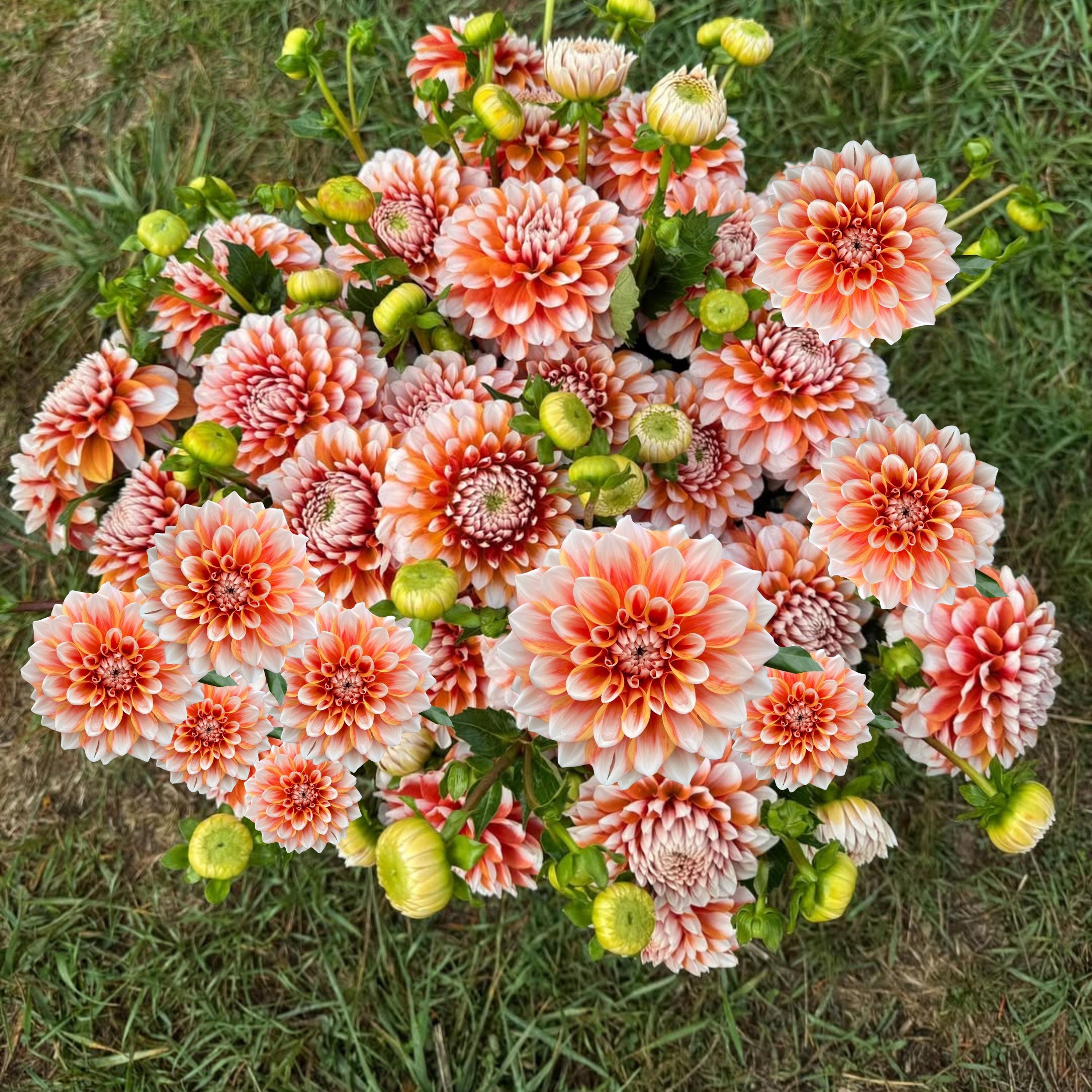 40+ Seeds| Tangerine Dream Dahlia Seeds- Pollinator Friendly- Open