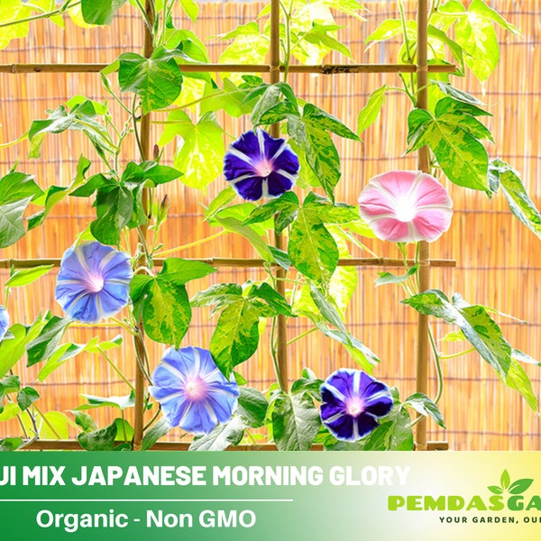 30+Seeds|  Mt. Fuji Mix Japanese Morning Glory  Seeds - Authentic Seeds ~ GMO Free ~ Flower seeds~ Asian Garden~ Herbs B5G1#F022