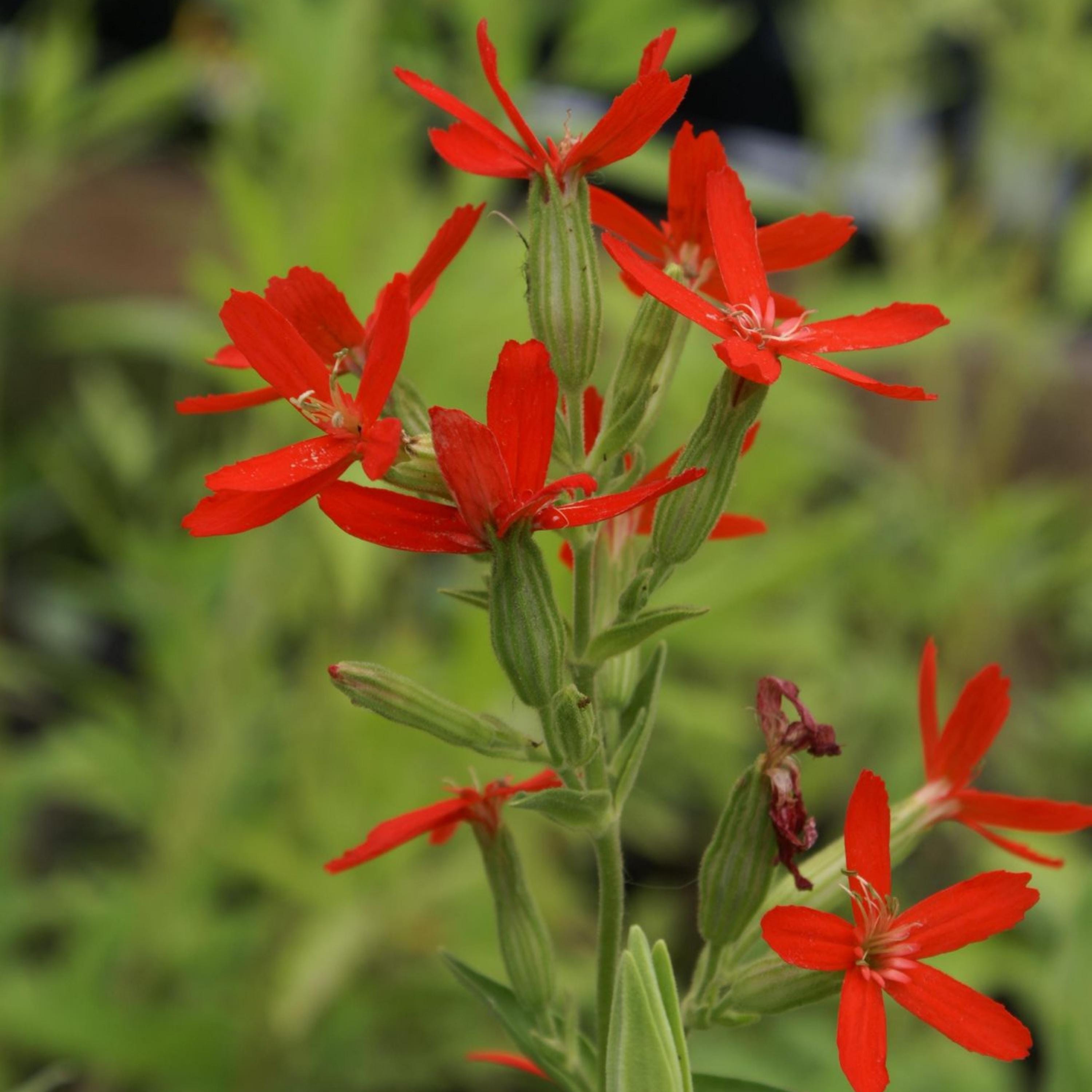 Red Royal Catchfly Seeds – Silene Regia Brilliant Red Perennial ...