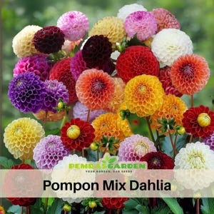 40+ Seeds|  Pompon Dahlia Mix Dahlia Seeds -Pollinator Friendly- Open Pollinated - Heirloom - Flower Seeds - Mix Seeds to Plant -  #D034