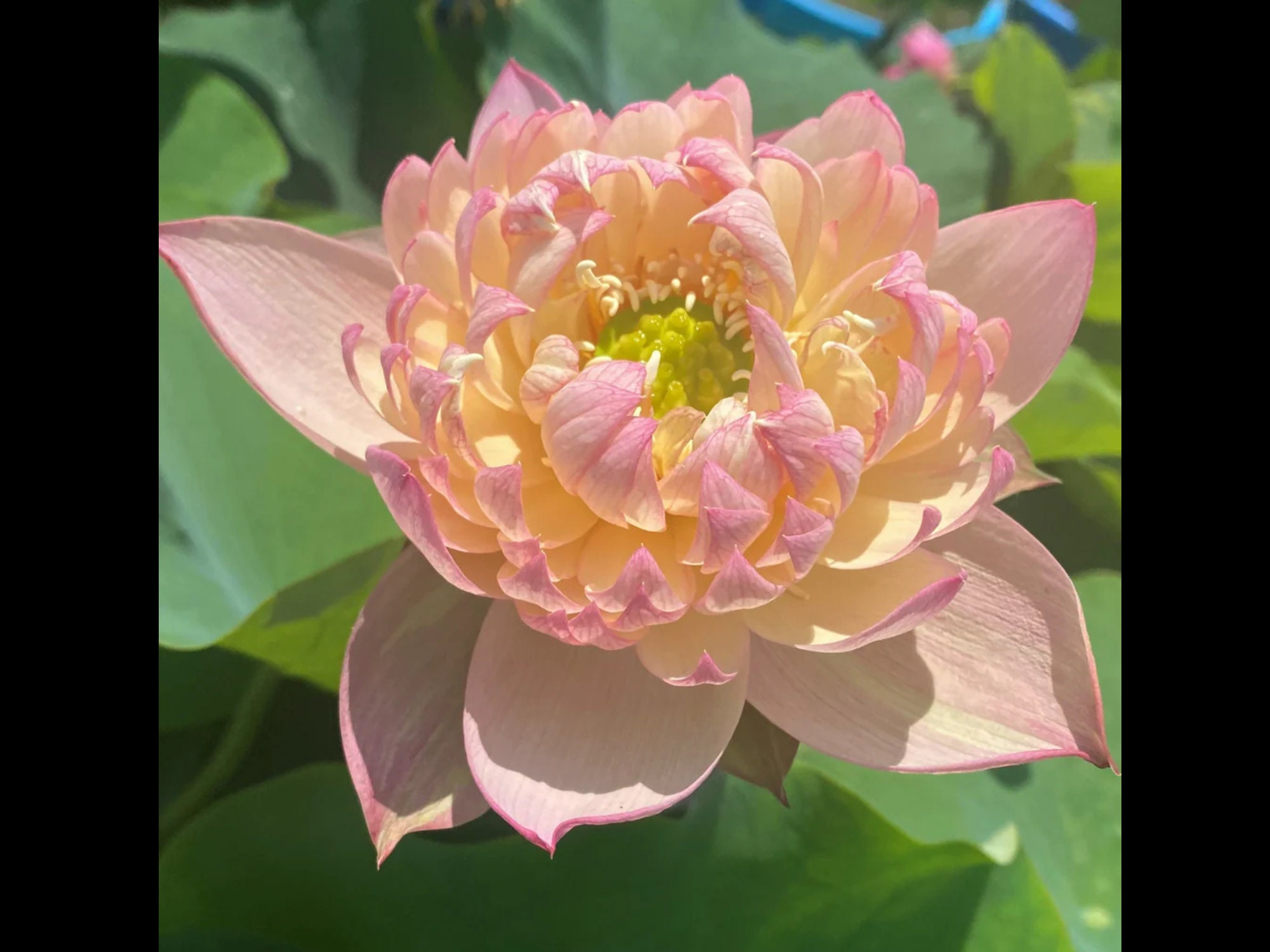 5 Rare Seeds| Jin Se Lotus ( Color of Brocade) Seeds - Indian