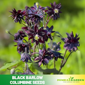 25+ Seeds| Black Barlow Columbine Seeds - Cold Resistant - Deciduous - Attracts pollinators - Plant in Late Summer to Early Fall - #123