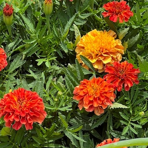 May include: A close-up of vibrant marigold flowers in shades of orange and yellow, surrounded by green foliage. The flowers are in full bloom, showcasing their layered petals. The image captures the natural beauty of the garden.