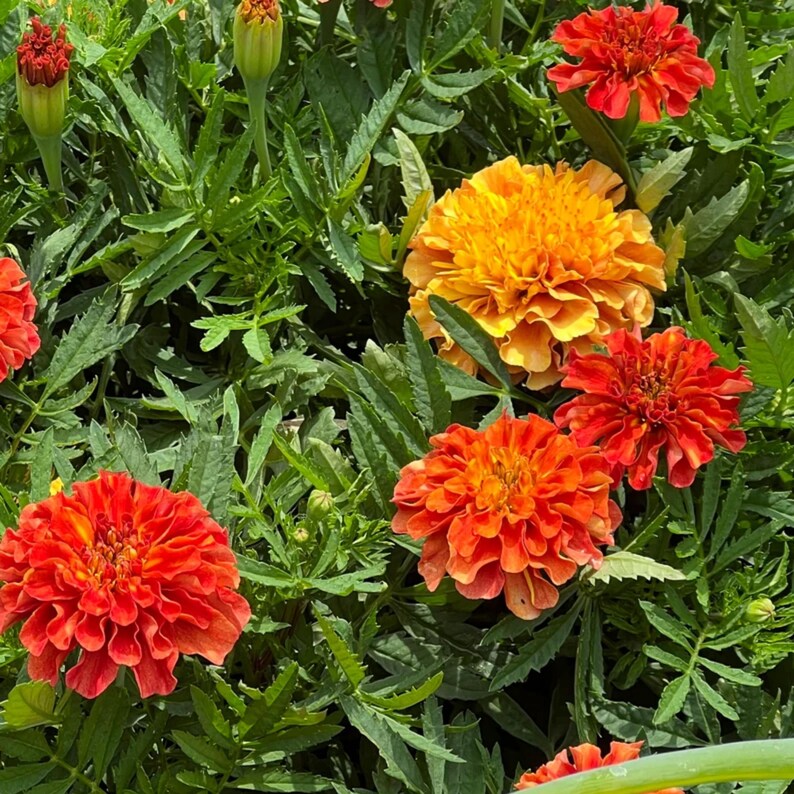 May include: A close-up of vibrant marigold flowers in shades of orange and yellow, surrounded by green foliage. The flowers are in full bloom, showcasing their layered petals. The image captures the natural beauty of the garden.