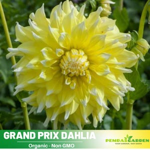 40+ Seeds|  Grand Prix Dahlia Perennial Seeds - Pollinator Friendly- Open Pollinated - Heirloom  - Mix Seeds to Plant -  #D058