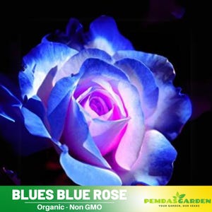 30+ Seeds| Blues Blue Rose Perennial Flower - Authentic Seeds - Perennial~GMO Free~~Flower seeds ~ Asian Garden~ Herbs   #1072