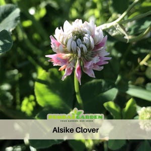 May include: Close-up of an Alsike Clover flower with white and pink petals. The flower is surrounded by green leaves and stems. The image includes the text "Alsike Clover" and the logo of a garden center.