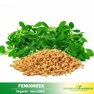 30 Seeds| Fenugreek Seeds, - Authentic Seeds ~ GMO Free ~ Seeds~Flower seeds~ Vegetable seeds~ Asian Garden~ Flowers~ Herbs   #7041