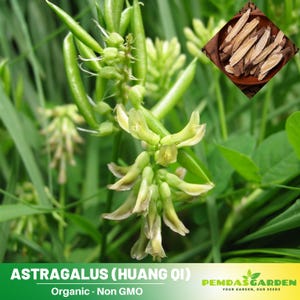 10 Seeds| Astragalus  (Huang Qi)  Seeds-Authentic - Heirloom -Drought Tolerant Perennial - Native Style Garden- Pollinator friendly -Non GMO