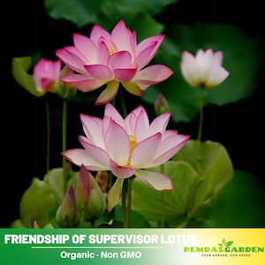5 Rare Seeds| Pink Parfait Lotus Seeds  - Indian Lotus (Nelumbo nucifera) Seeds - Flower Seeds -  #Q056