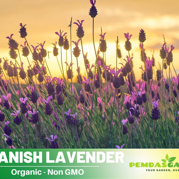 100 Seeds| SPANISH LAVENDER Seeds - Authentic Seeds - Perennial~ GMO Free ~~Flower seeds ~ Asian Garden~ Herbs B5G1#C004