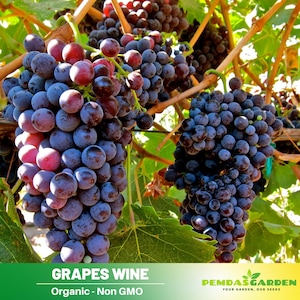 10 Seeds| Grapes Wine Seeds -Vitis vinifera-Climbing Fruit Vine - Garden Favorite- Authentic -Open-Pollinated - Organic - Fruit Seeds-#6036