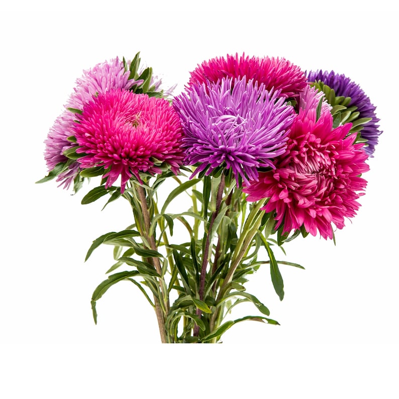 PemdasGarden Matsumoto Mix Aster Seeds - Thumbnail 3
