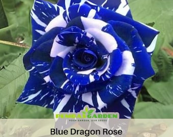 30+ Seeds|Blue Dragon Rose Perennial Flower Rose - Authentic Seeds - Perennial~GMO Free~~Flower seeds ~ Asian Garden~ Herbs   #1082