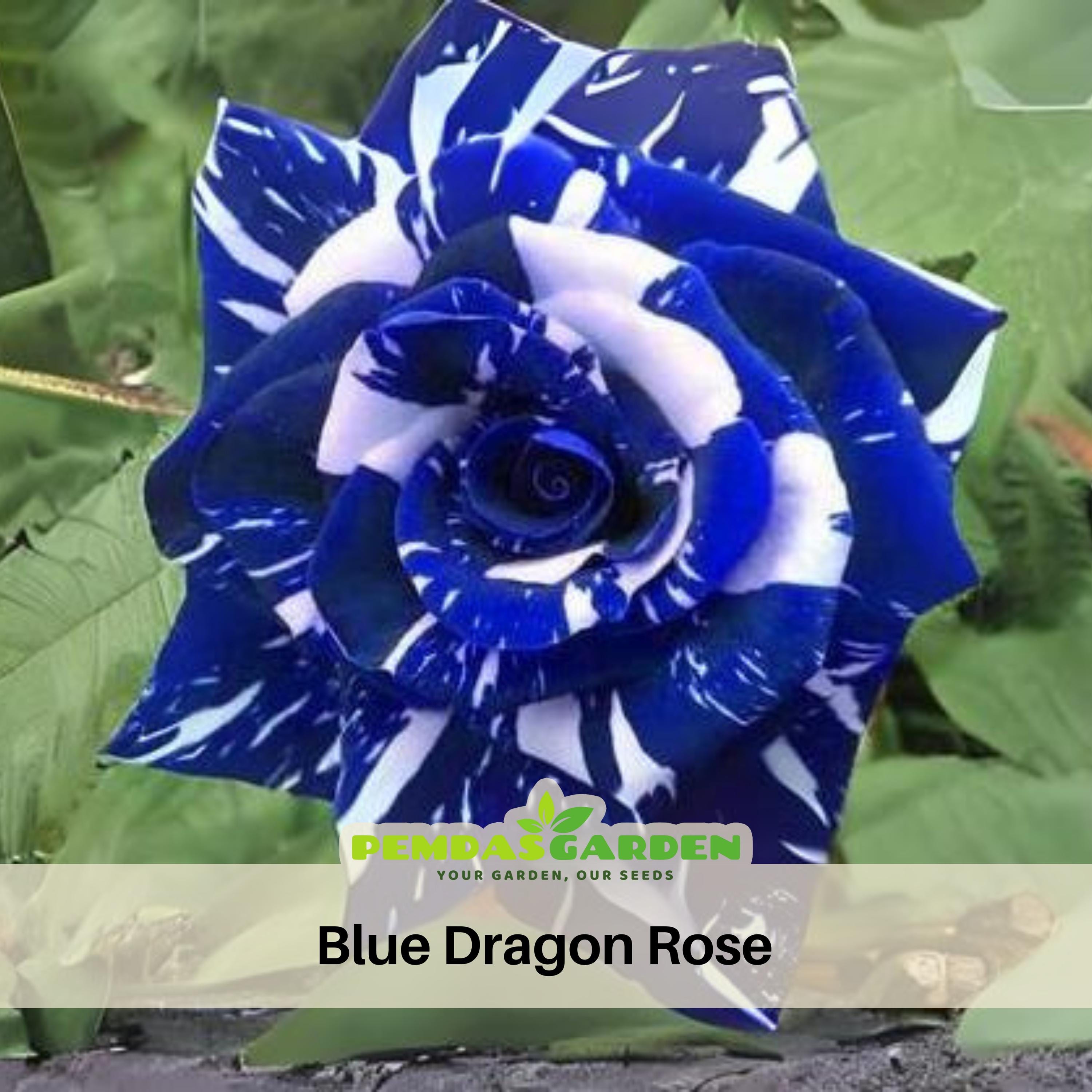 30+ Seeds|blue Dragon Rose Perennial Flower Rose - Authentic Seeds