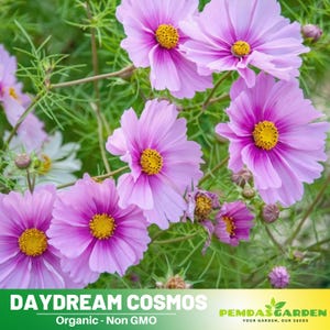 50+ Seeds| Daydream Cosmos Seeds~ Authentic Seeds ~ GMO Free ~ Seeds~Flower seeds~ Vegetable seeds~ Asian Garden~ Flowers~ Herbs