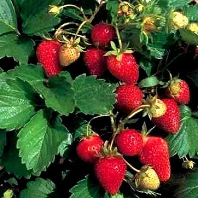 110 seeds Red Strawberry Seeds Authentic Seeds GMO Free SeedsFlower seeds Vegetable seeds Asian Garden Flowers Herbs B5G15006 image 3