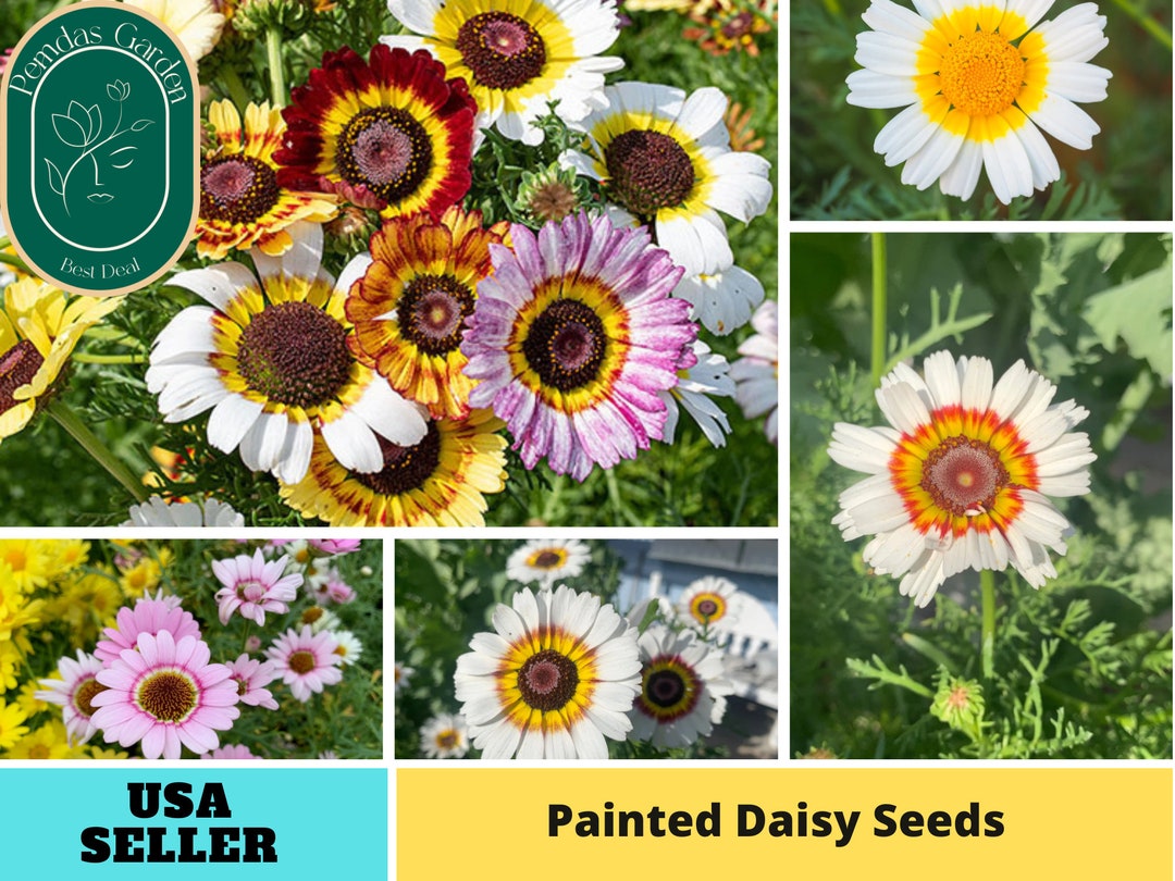 100 Seeds Painted Daisy Flower Herb Vegetable Non Etsy