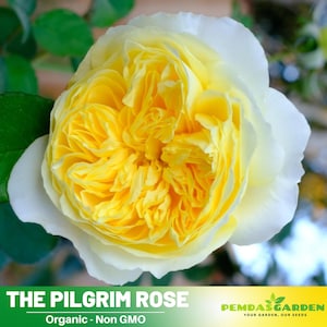 30+ Seeds-Yellow The Pilgrim Climbing Flower Rose Seeds - Authentic Seeds - Perennial~GMO Free~ Asian Garden~ Herbs   #1120
