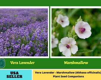 Total 185+ Seeds- Plant Companions| Vera Lavender seeds - Marshmallow (Althaea officinalis) Seeds - Heirloom for Hydroponics#Mix41