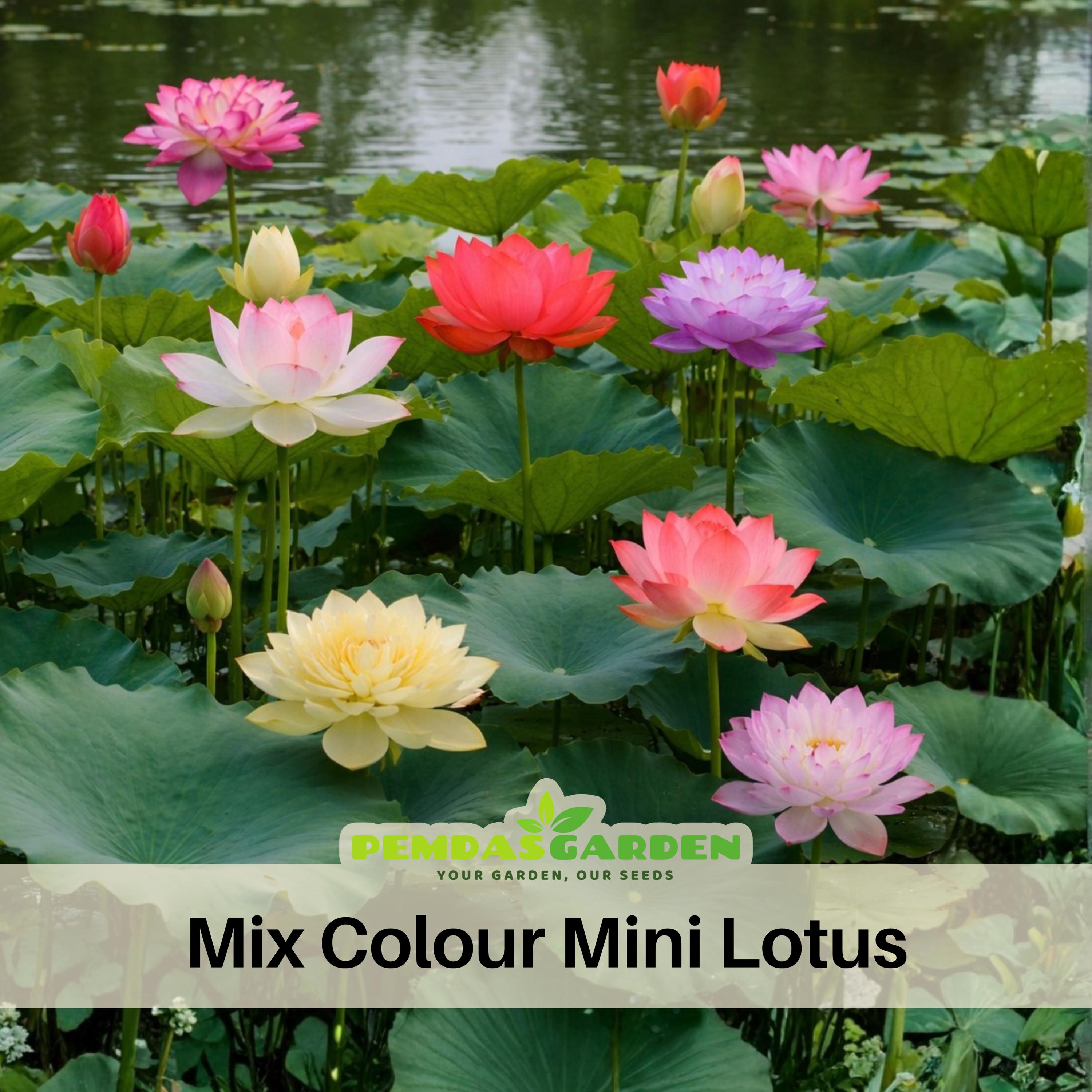 5 Rare Seeds| Mix Colour Mini Lotus Seeds - Indian Lotus (nelumbo Nucifera)  Seeds - Flower Seeds - #Q067 - Etsy Israel