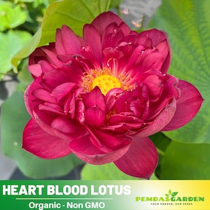 5 Rare Seeds| Heart Blood Lotus Seeds - Indian Lotus (Nelumbo nucifera) Seeds - Flower Seeds -  #Q011