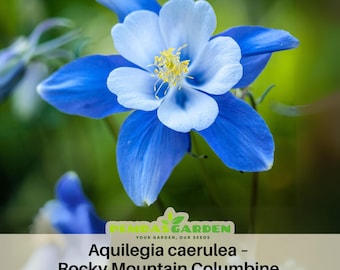 Blue Rocky Mountain Columbine Seeds - Cold Resistant -Deciduous - Attracts pollinators - Plant in Late Summer to Early Fall