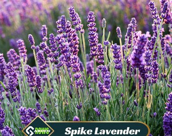 SPIKE LAVENDER Seeds - Authentic -  Heirloom - Culinary &  Herb - Mosquito Repellent - Pollinator friendly