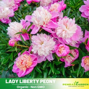 10+Seeds| Lady Liberty Peony Perennial Seeds  - Paeonia - Attract butterflies - Open-Pollinated - Organic - Heirloom -  #B023