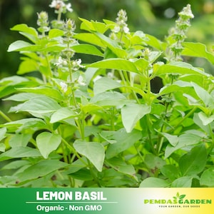 40 SEEDS~ Basil lemon seeds, Thai Basil Seeds - Authentic Seeds ~ Flower seeds~ vegetable seeds~ Asian Garden~ flowers~ herbs  #7007