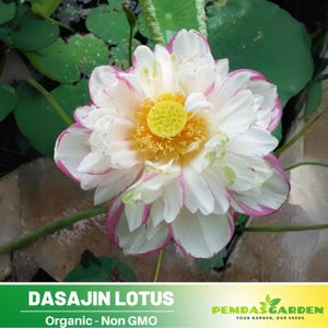 5 Rare Seeds| Dasajin Lotus Seeds - Indian Lotus (Nelumbo nucifera) Seeds - Flower Seeds -  #Q009