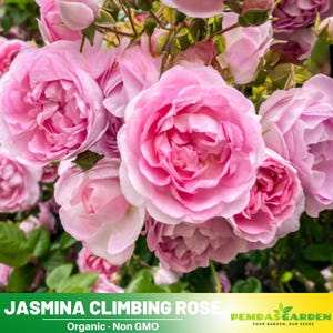 30+ Seeds|Pink Jasmina Climbing Flower Rose Seeds - Authentic Seeds - Perennial~GMO Free~~Flower seeds ~ Asian Garden~ Herbs  #1057