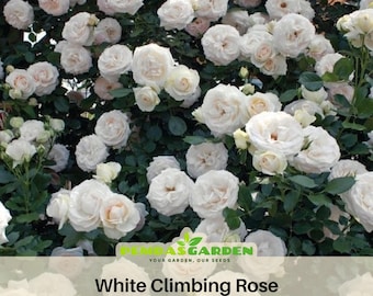 30+ Seeds|White Climbing Rose Perennial Flower - Authentic Seeds - Perennial~GMO Free~~Flower seeds ~ Asian Garden~ Herbs  #1100