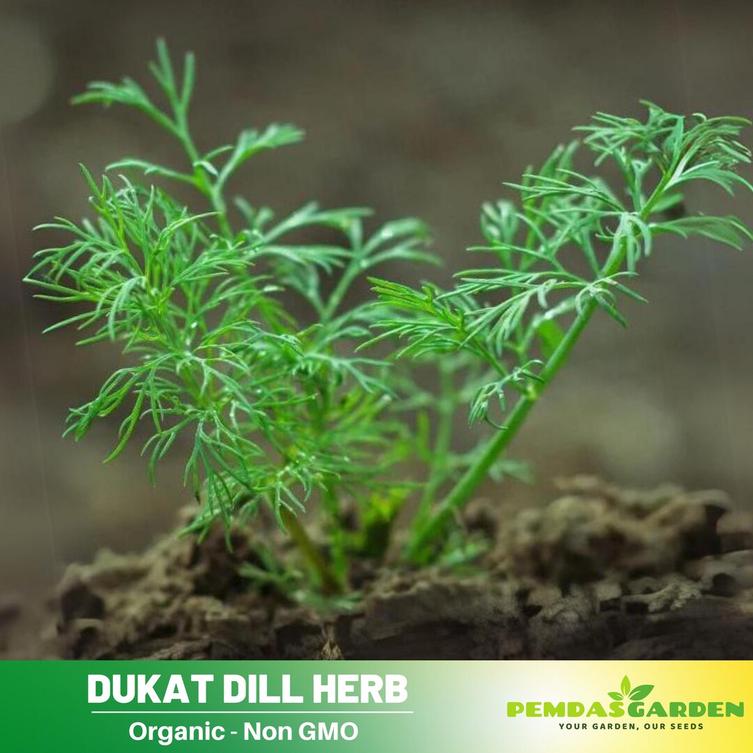 Dill Salute. Bushy Seeds Herbs Organic Original From Ukraine 3 Grams