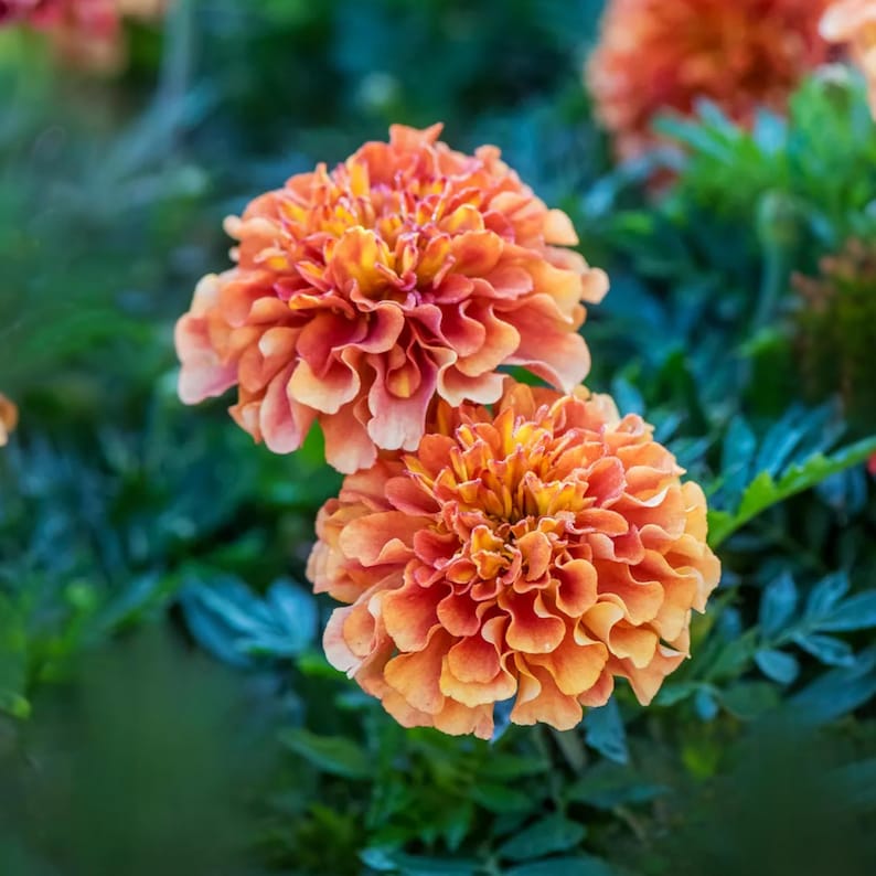 May include: Close-up of two vibrant orange marigold flowers with ruffled petals. The flowers have a gradient of colors, from light peach to deep orange and yellow in the center. The flowers are surrounded by green foliage.
