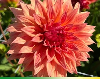 40+ Seeds|  Giant Dinnerplate Dahlia Belle of Barmera Dahlia Perennial Flower Seeds  - Authentic Seeds -  GMO Free ~Asian Garden~  #D036