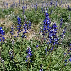 May include: A field of vibrant blue lupine flowers with green foliage. The tall, slender flower spikes are densely packed with small, blue and white blossoms. The scene is set in a natural outdoor environment.