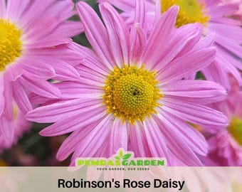 Robinson's Rose Daisy Seed -  - Authentic - Open-Pollinated - Organic - Heirloom - Flower Seeds - Mix Seeds to Plant