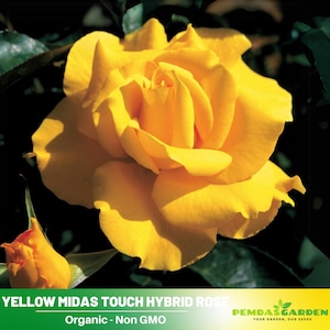 30+ Seeds| Yellow Midas Touch Hybrid Rose Seeds - Authentic Seeds - Perennial~ GMO Free ~Flower seeds~ ~ Asian Garden~ Herbs  #1032