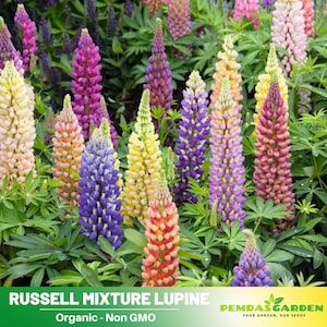 Russell Strain Mixture Lupine Seeds -  Cottage Garden -  Heirloom Flower - US Native Wildflower - Pollinator Friendly -Easy to Grow #8100