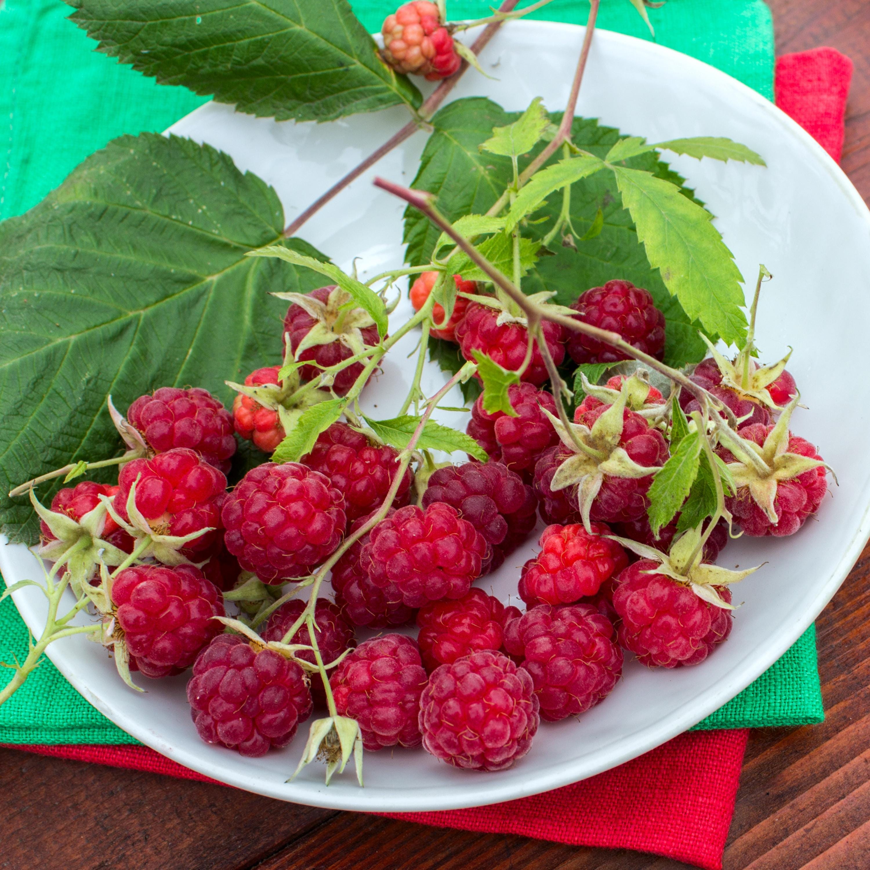Raspberry Seed Packets 35 Red Raspberry Seeds – Rubus Idaeus – Organic Fruit Seeds for Sweet ...